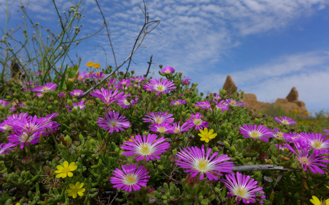 Namaqualand: Blühendes Paradies
