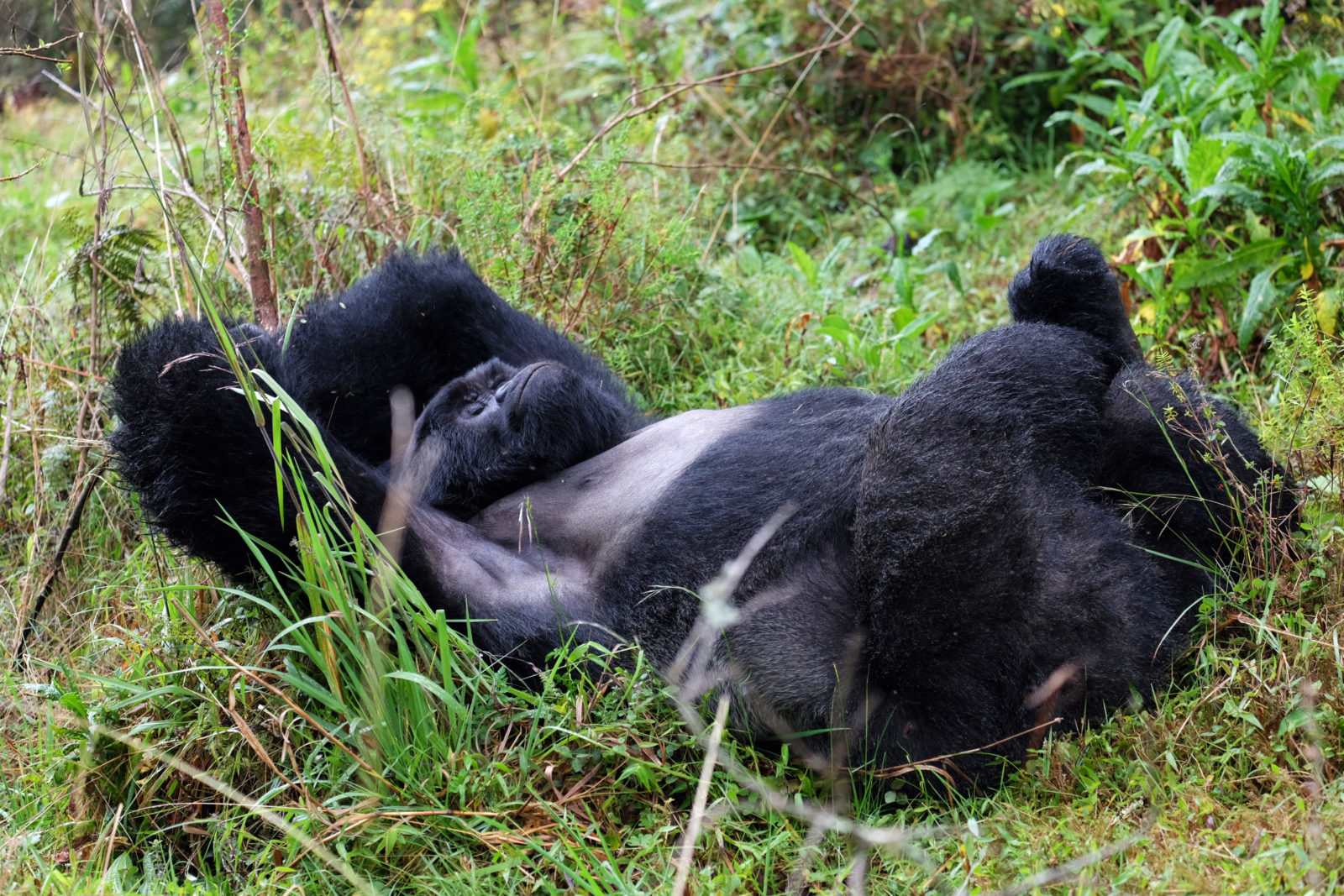 Gorillas Uganda: Boss im Dschungel